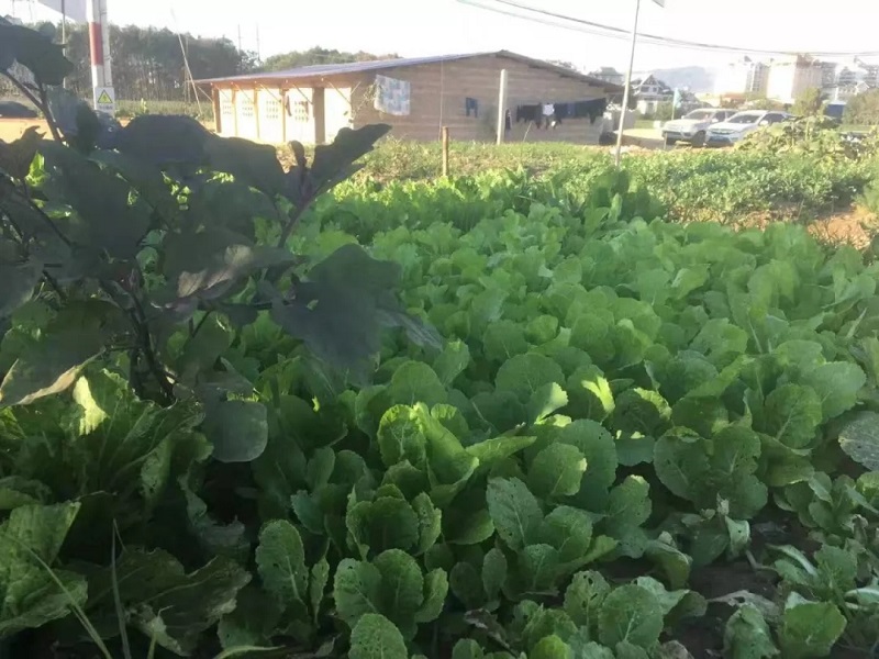 1579664429248809.jpg c1.webp.jpg